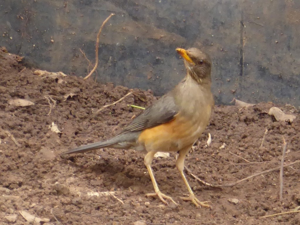 Ah, ik heb ze&nbsp;gemist…