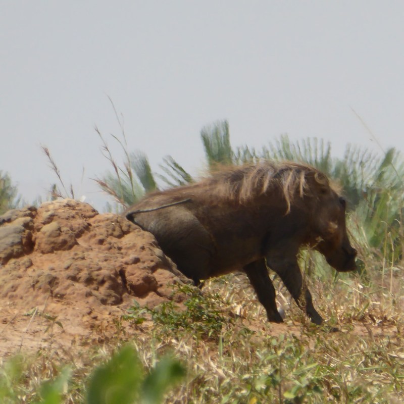 Knobbelzwijntjes, Murchison Falls Nationaal&nbsp;Park