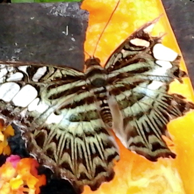 Vlindertuin, Luang Prabang