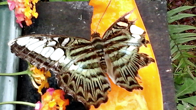 Vlindertuin, Luang Prabang