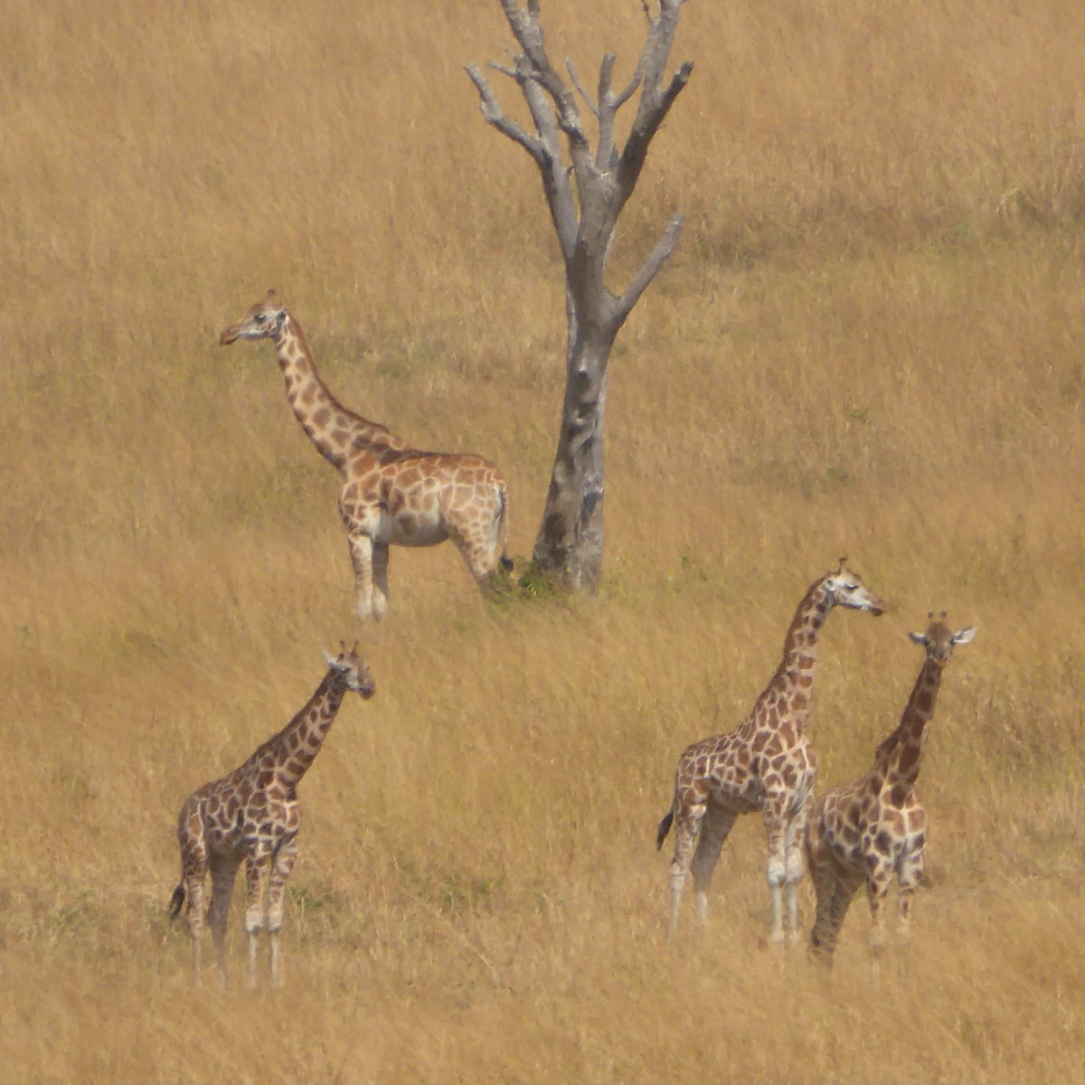 Giraffen, Murchison Falls Nationaal&nbsp;Park