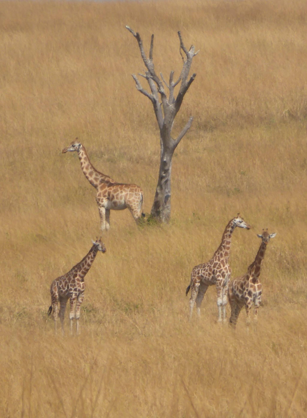 Giraffen, Murchison Falls Nationaal&nbsp;Park