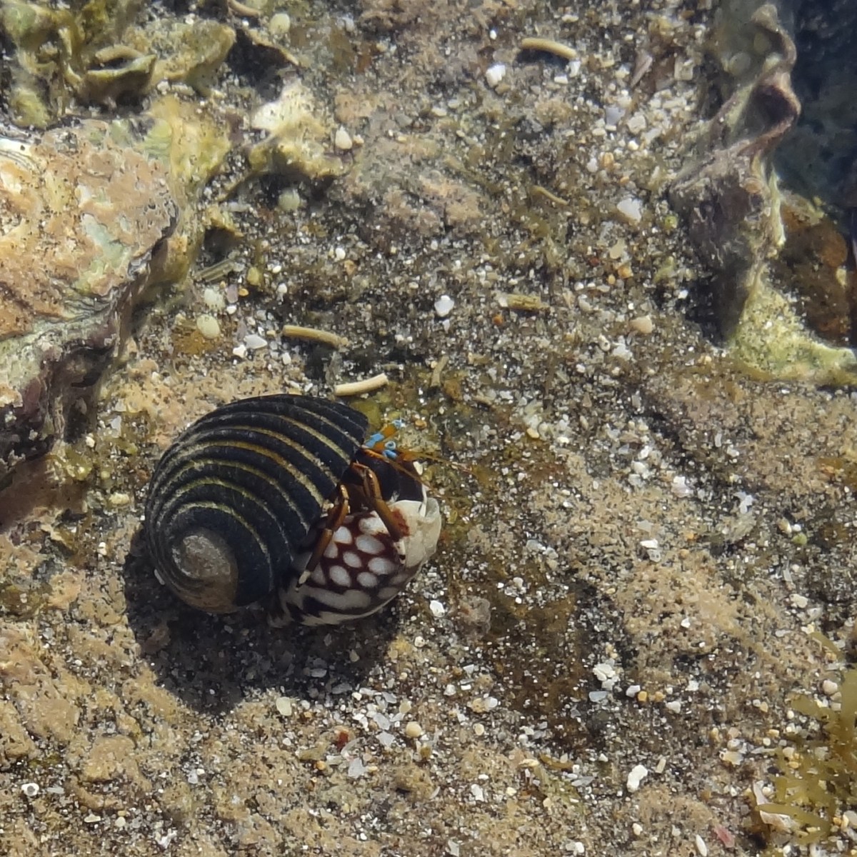 Onderwaterleven, Alas Purwo National&nbsp;Park