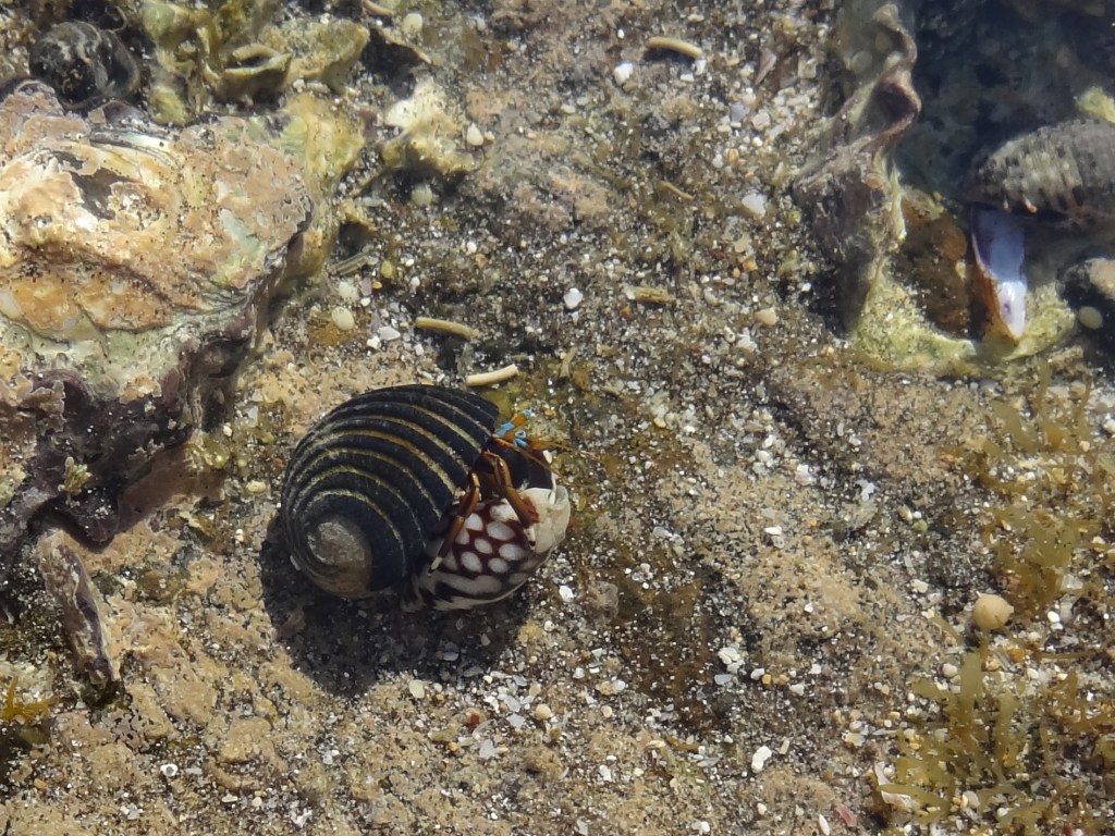 Onderwaterleven, Alas Purwo National&nbsp;Park