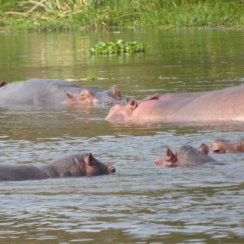 Nijlpaarden, Murchison Falls Nationaal&nbsp;Park