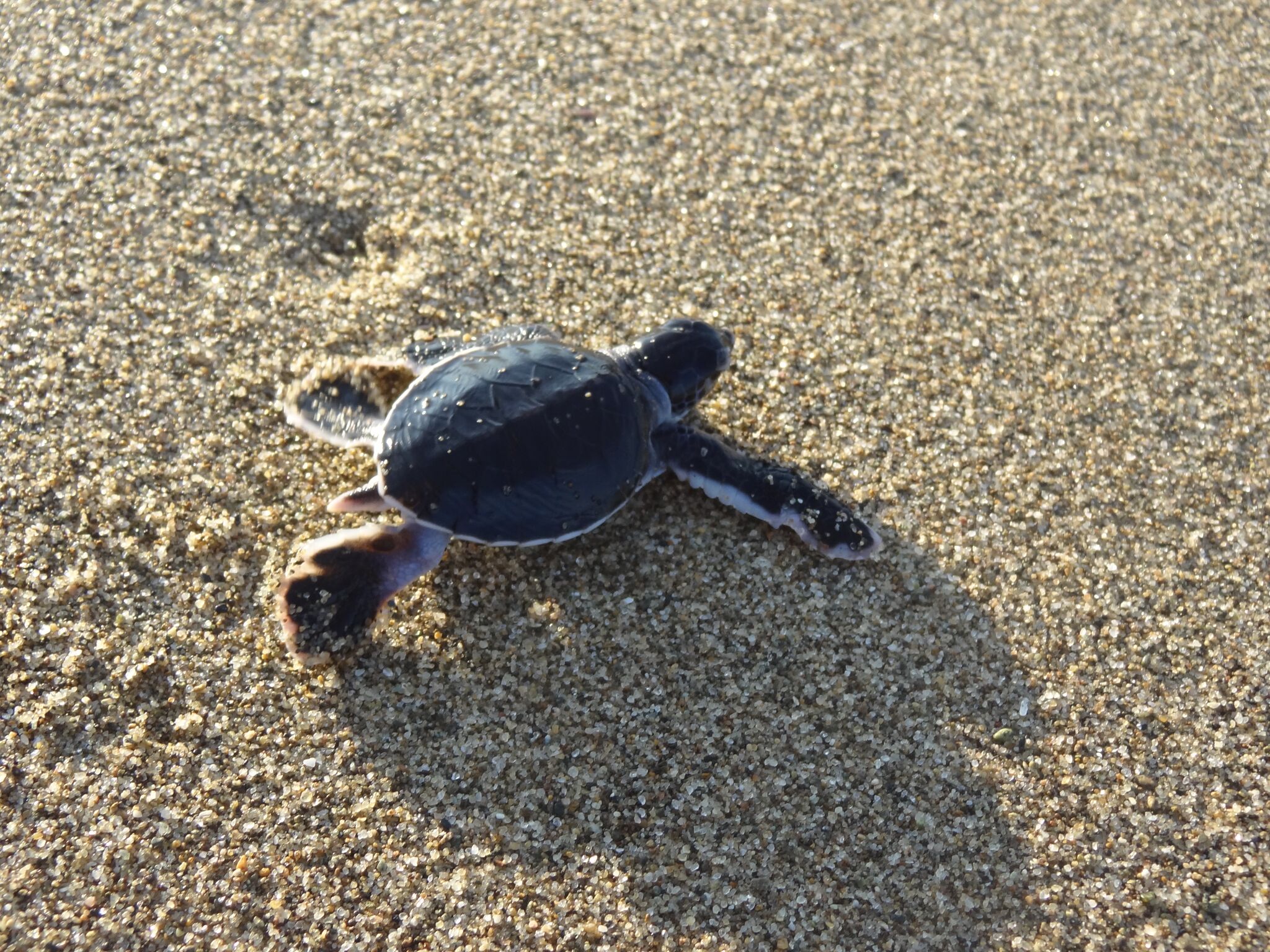 ...ze rennen gelijk naar de zee...