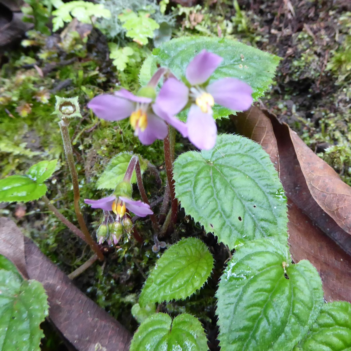 Bloemen in Nyungwe