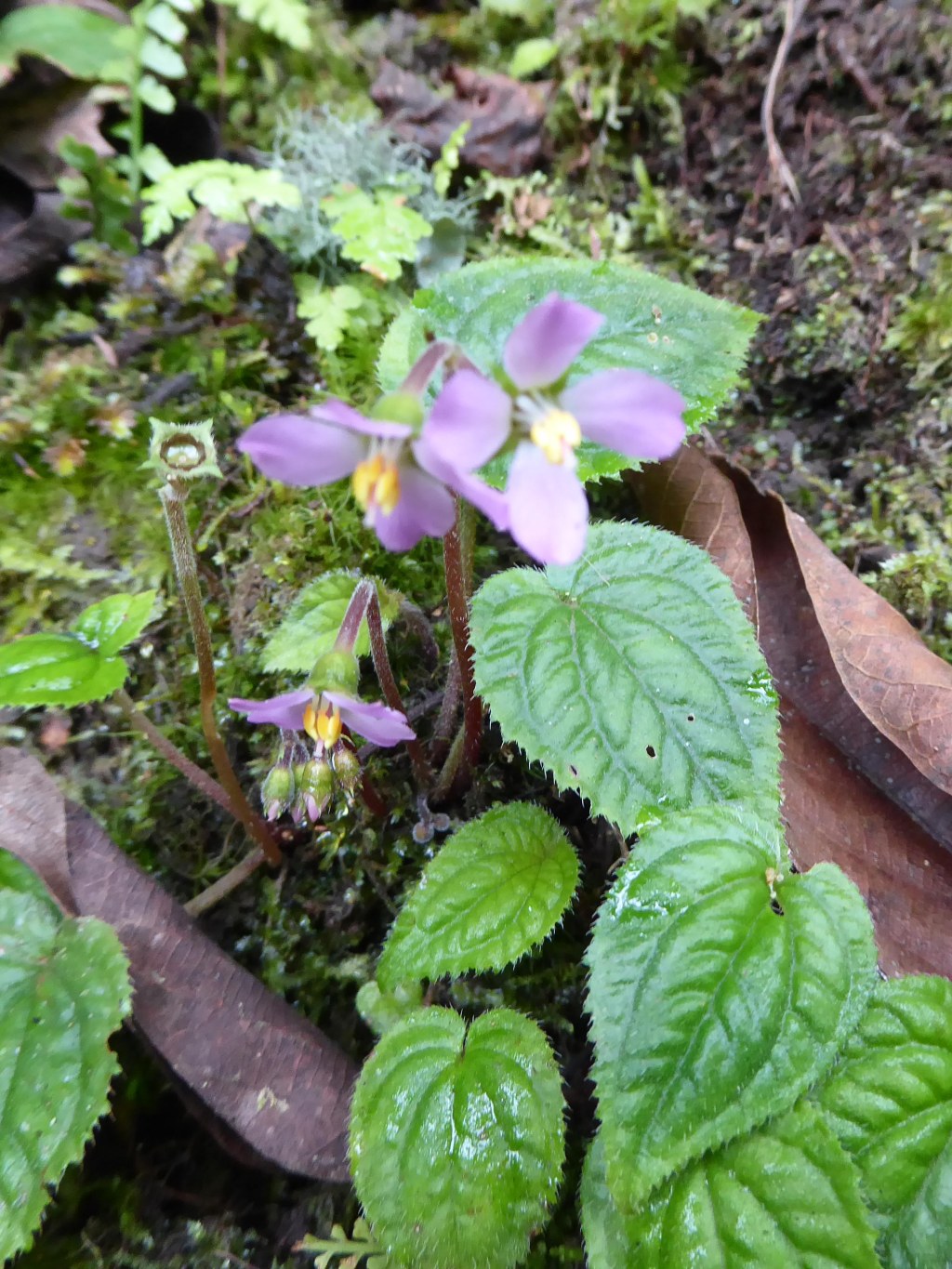 Bloemen in Nyungwe
