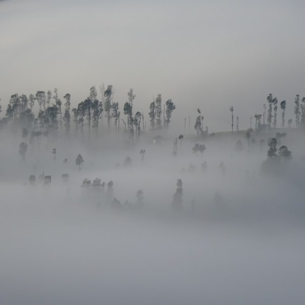 Bomen in de wolken, Bromo Tengger Semeru Nationaal&nbsp;park