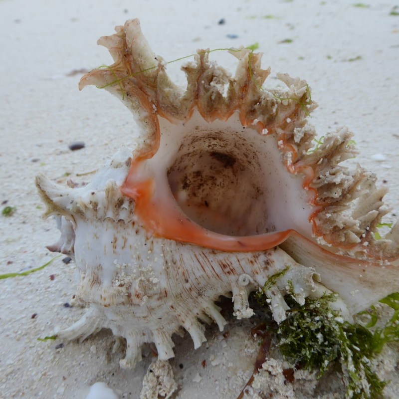 Schelpen, Jambianistrand