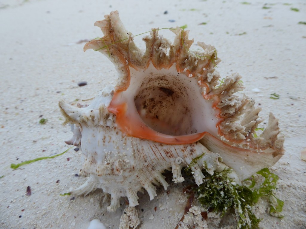 Schelpen, Jambianistrand