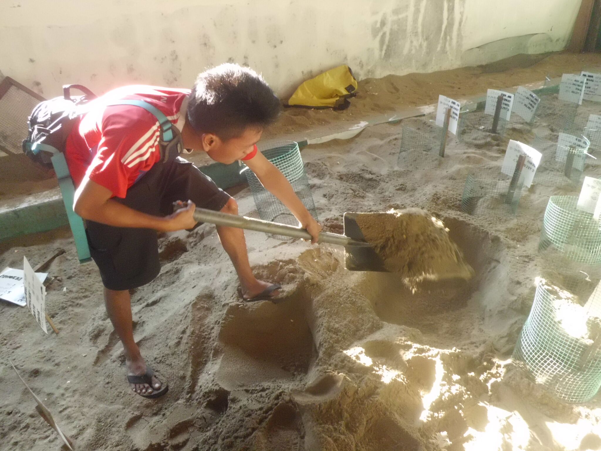 De eieren worden op een veilige plek begraven om uit te komen na twee maanden
