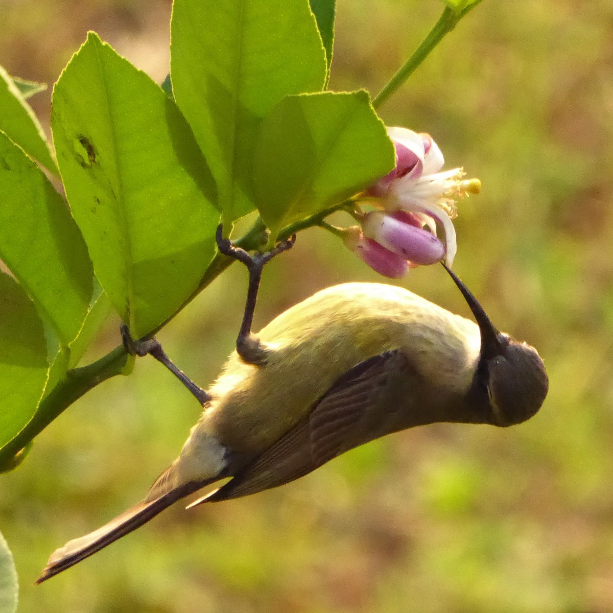 De bloemetjes en de bijtjes en… een&nbsp;vogel
