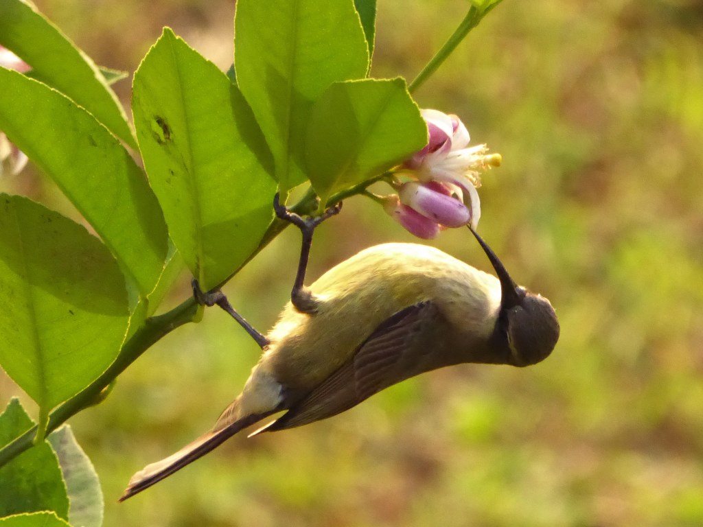 De bloemetjes en de bijtjes en… een vogel