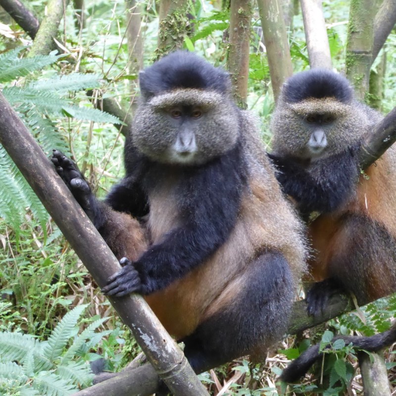 Gouden meerkatten, Volcanoes National Park,&nbsp;Musanze