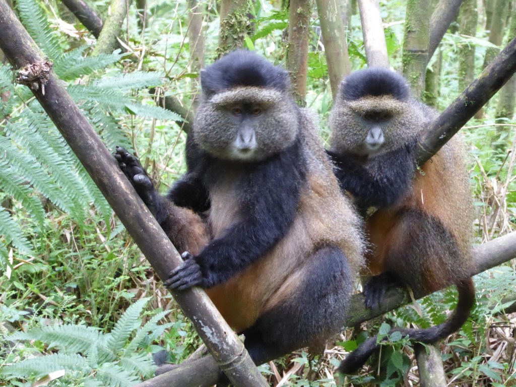 Gouden meerkatten, Volcanoes National Park,&nbsp;Musanze