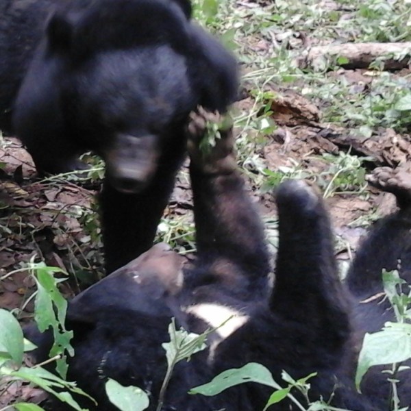 Kraagberen, opvangcentrum Luang&nbsp;Prabang