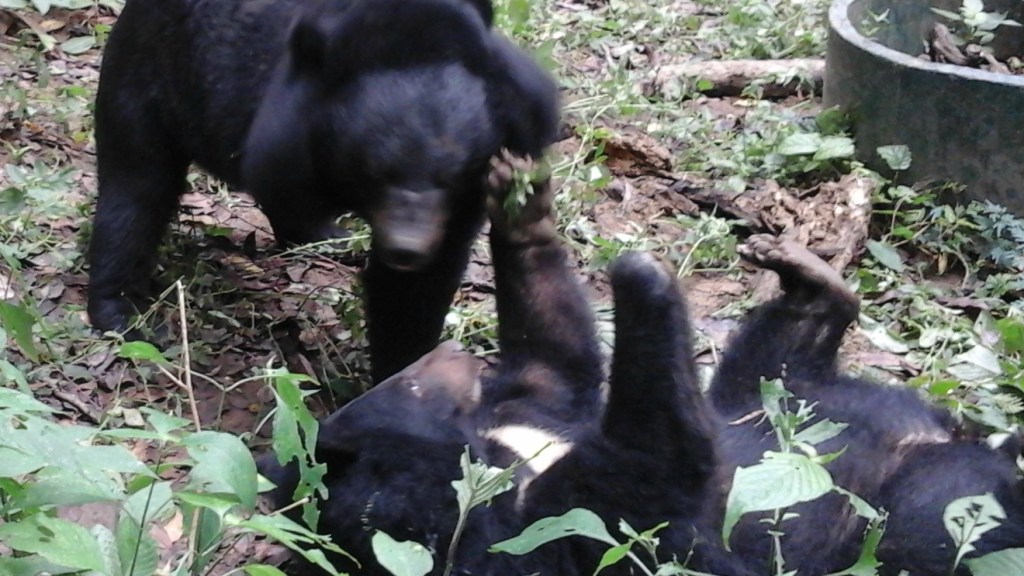 Kraagberen, opvangcentrum Luang&nbsp;Prabang