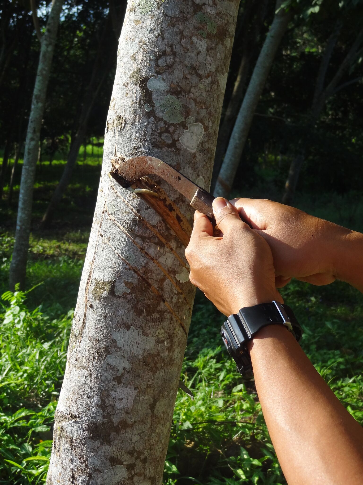 Eerst wordt met een speciaal mesje een stuk bast van de boom geschild