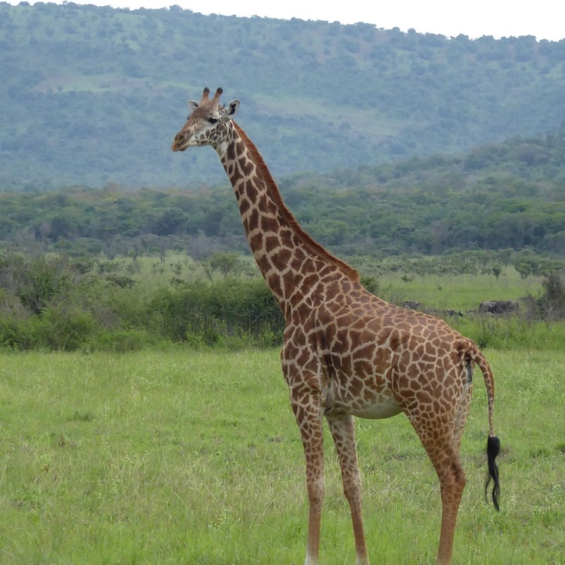 Giraffes in Akagera
