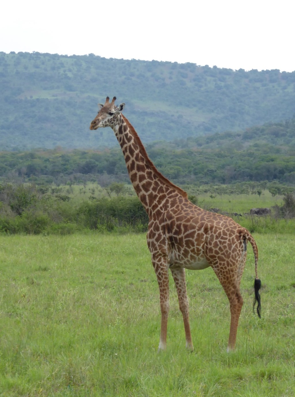 Giraffes in Akagera