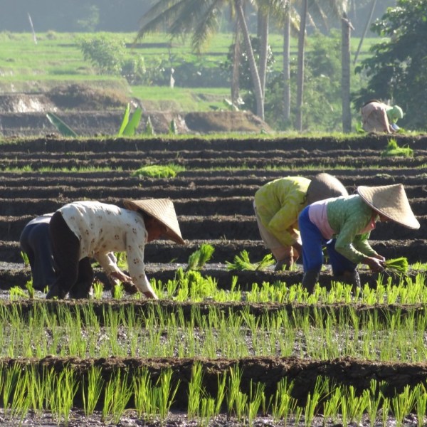 Rijst planten, Kalibaru