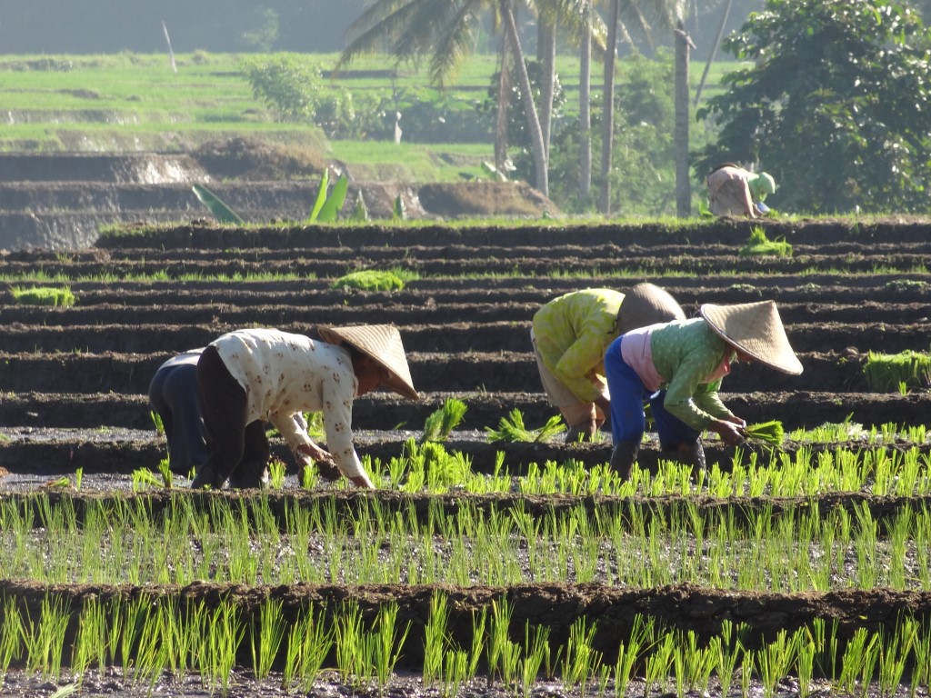 Rijst planten, Kalibaru
