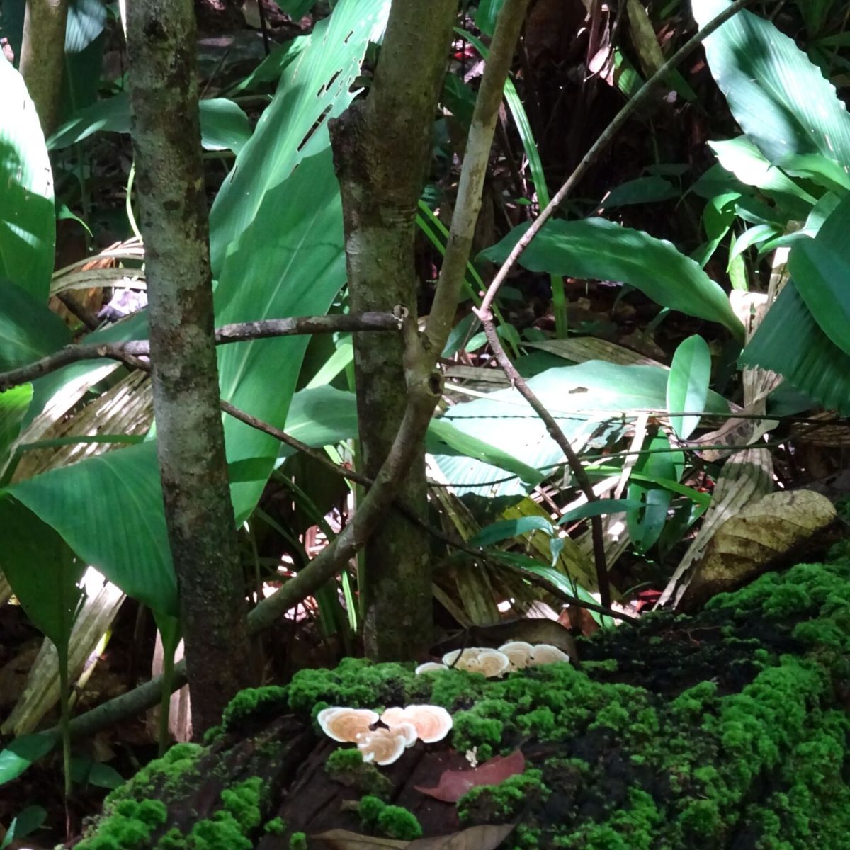 Virachey Nationaal Park,&nbsp;Ratanakiri