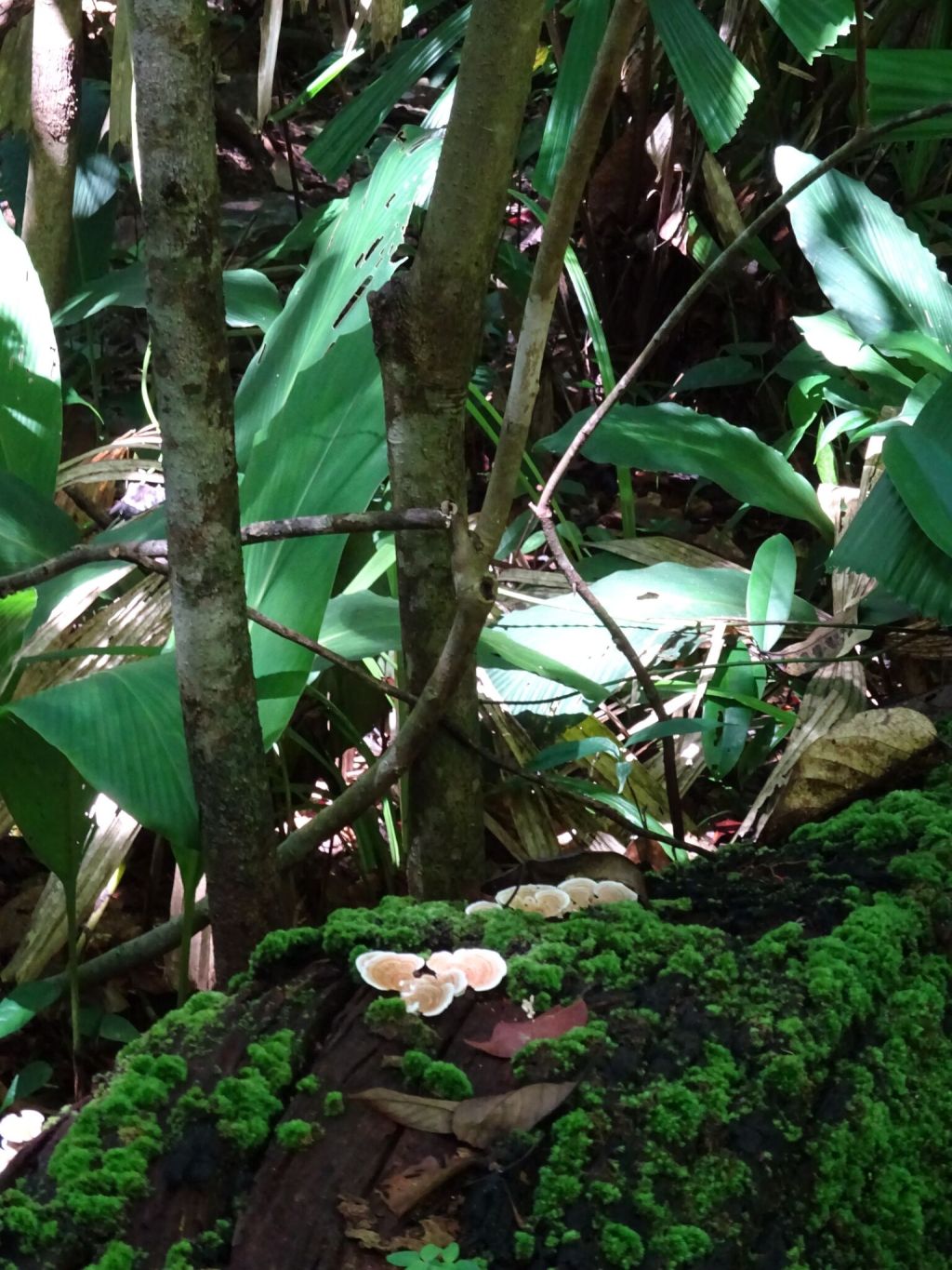 Virachey Nationaal Park,&nbsp;Ratanakiri