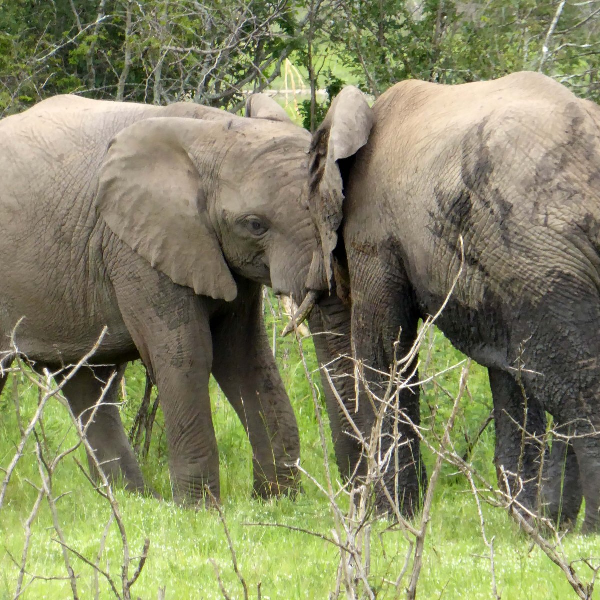 Olifanten in Akagera