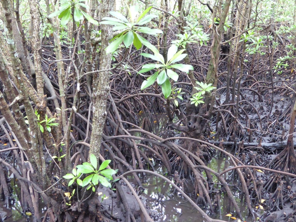 Mangrove, Zanzibar