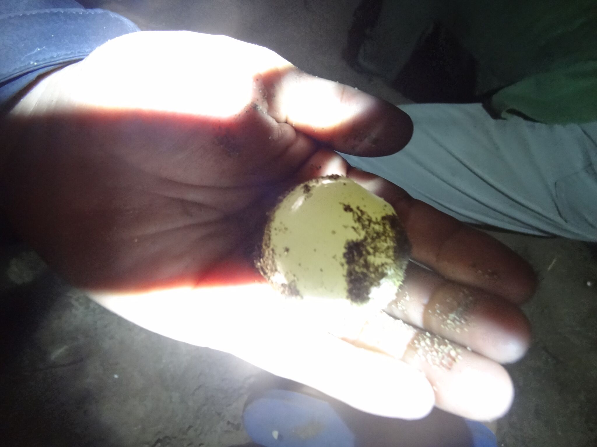 Zo zien de eieren er uit