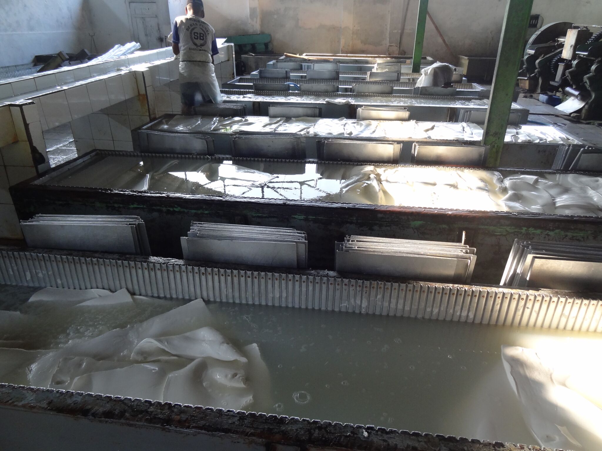 De latex wordt in bakken verzameld en stolt tussen stalen platen in het water