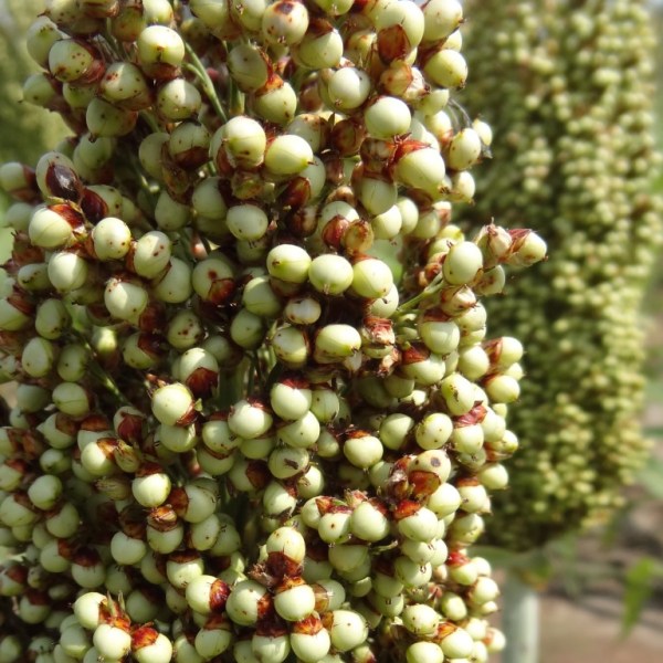 Patronen in het Zuid-Sudanese&nbsp;landschap