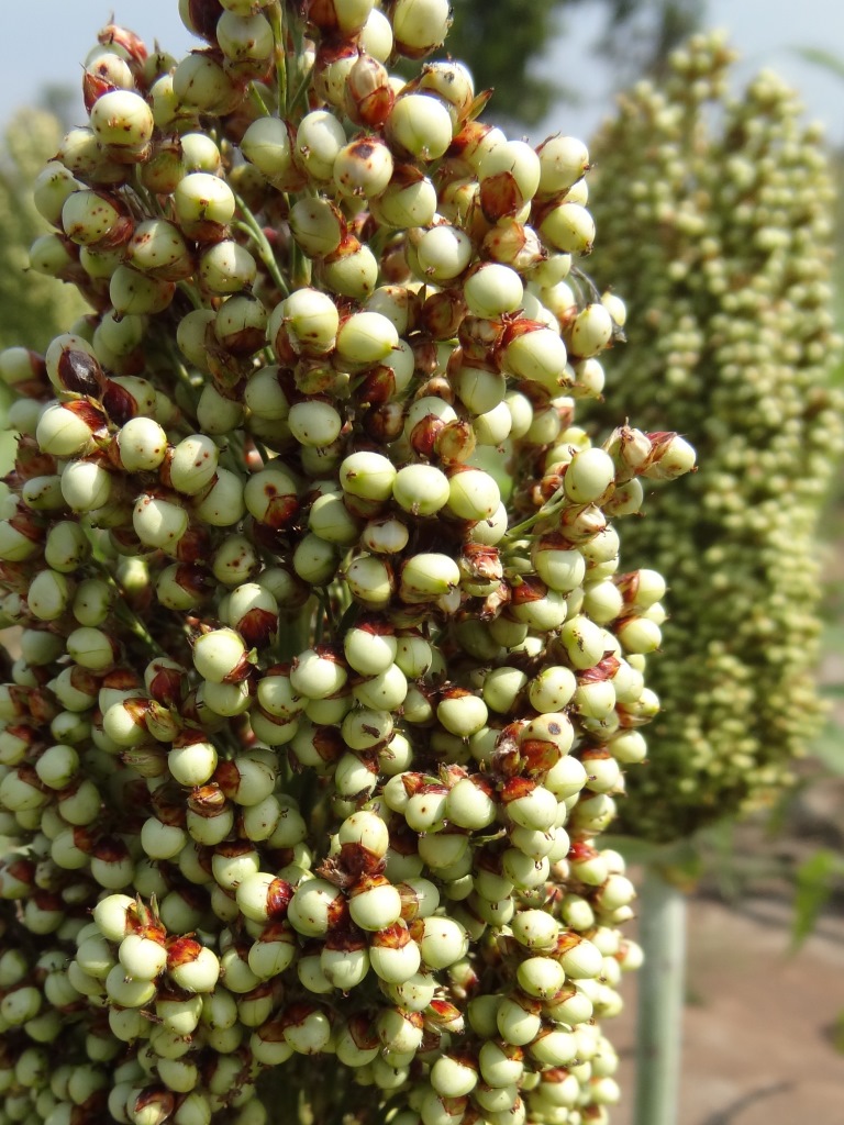 Patronen in het Zuid-Sudanese landschap