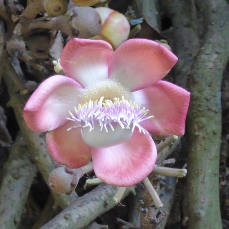 Botanische tuin, Entebbe,&nbsp;Oeganda
