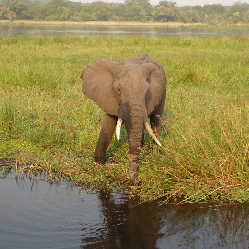 Olifanten, Murchison Falls Nationaal&nbsp;Park