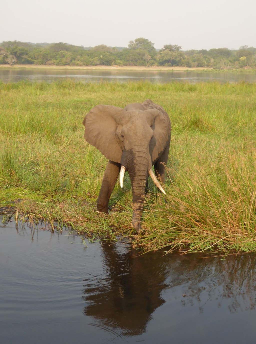 Olifanten, Murchison Falls Nationaal&nbsp;Park