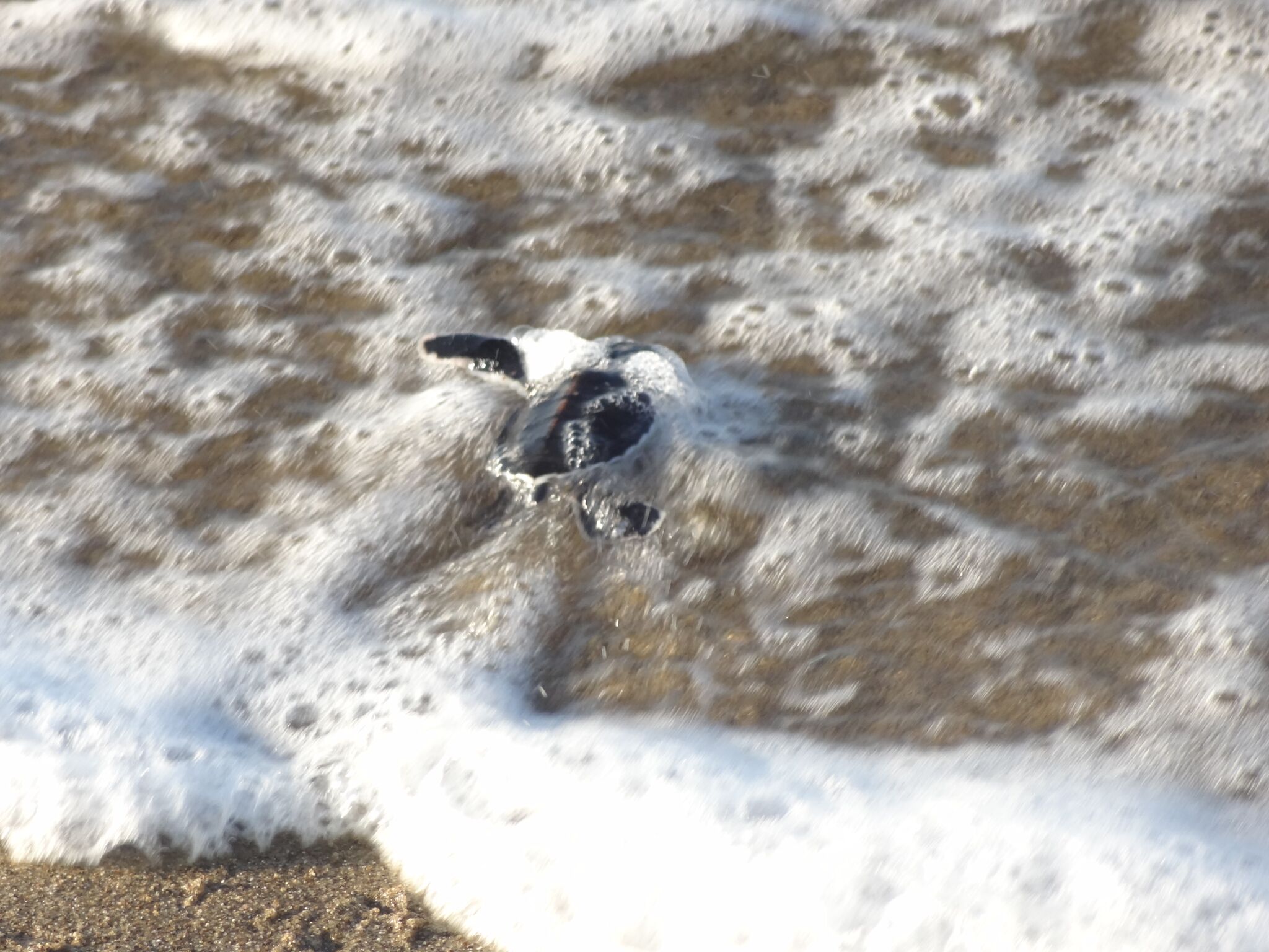 ...en verdwijnen in de golven. Hopelijk overleeft ze het en volgt er uiteindelijk weer een nieuwe generatie