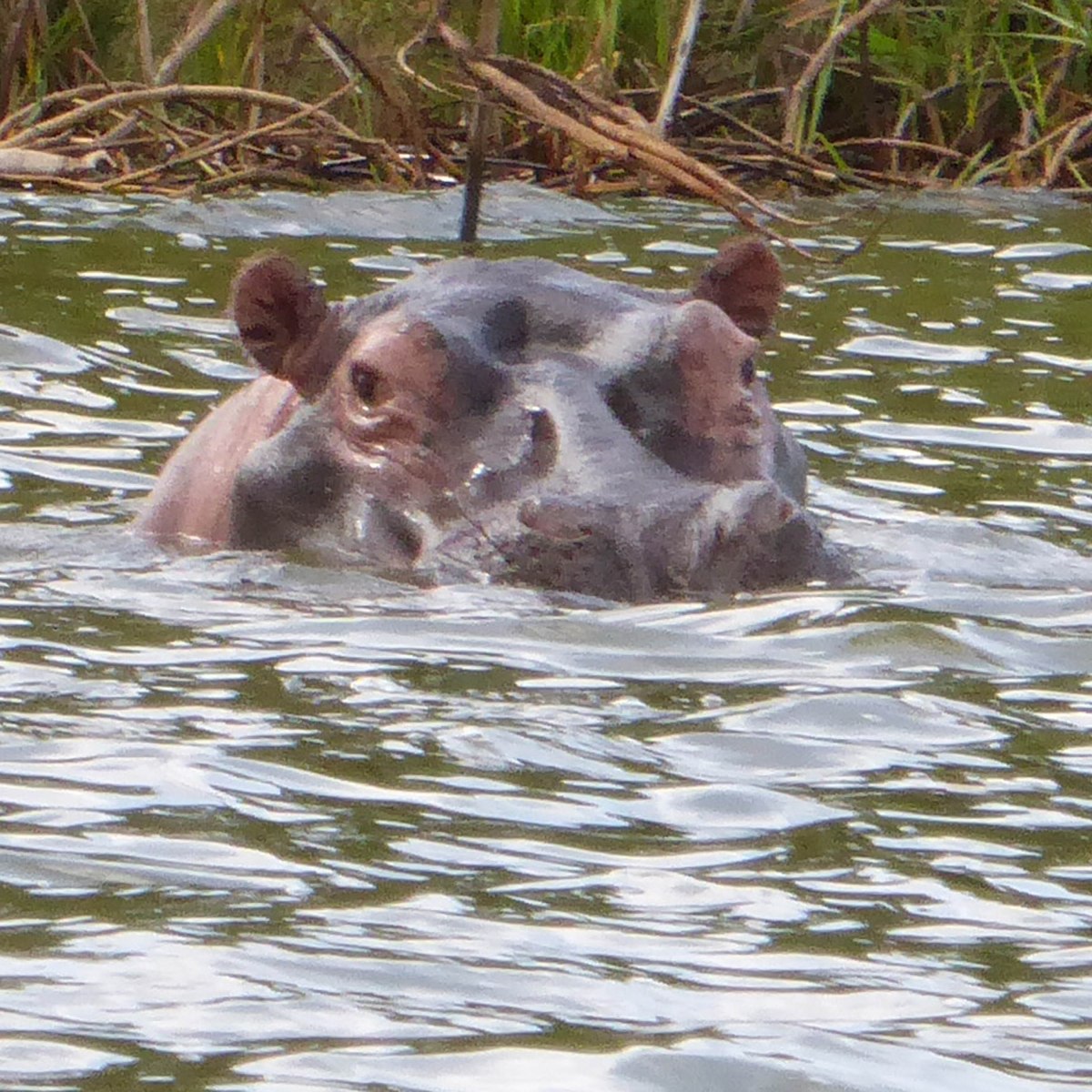 Nijlpaarden in Akagera