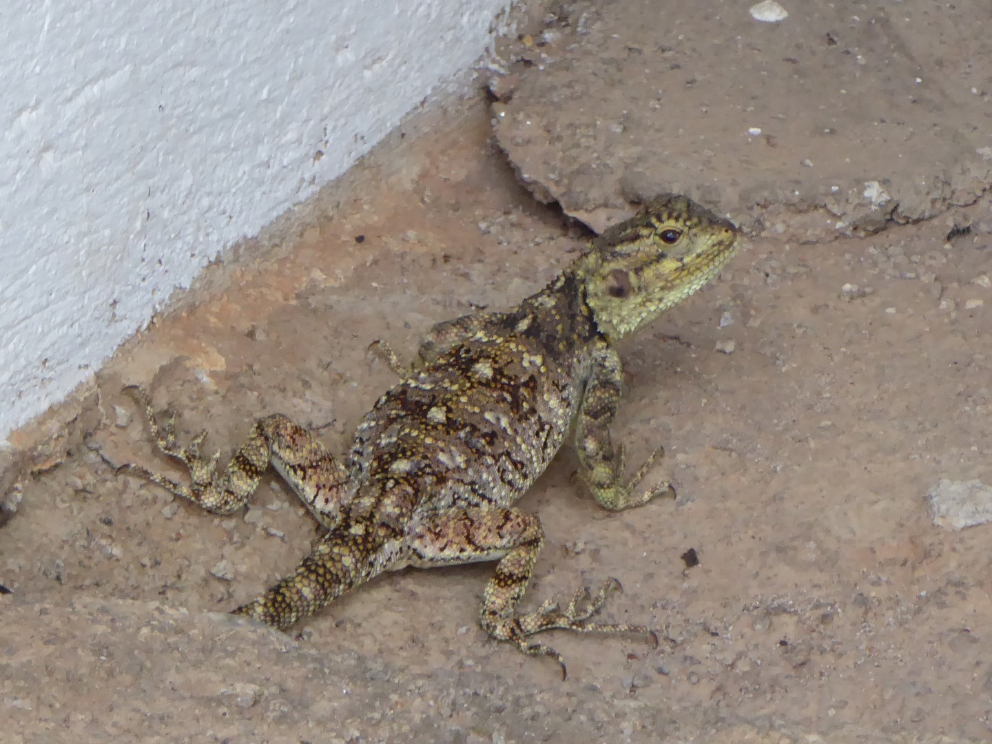 P1020157 bewerkt (Large)