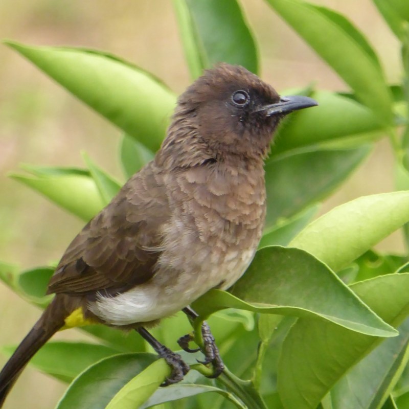 Vogeltjes in Rwanda