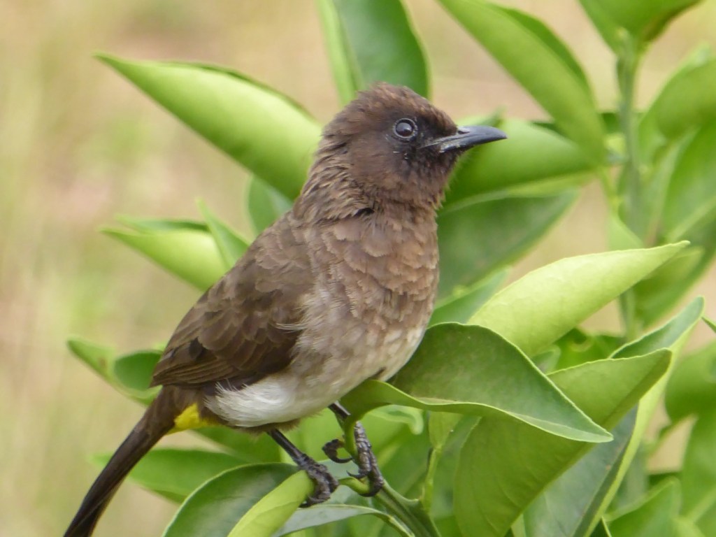 Vogeltjes in Rwanda
