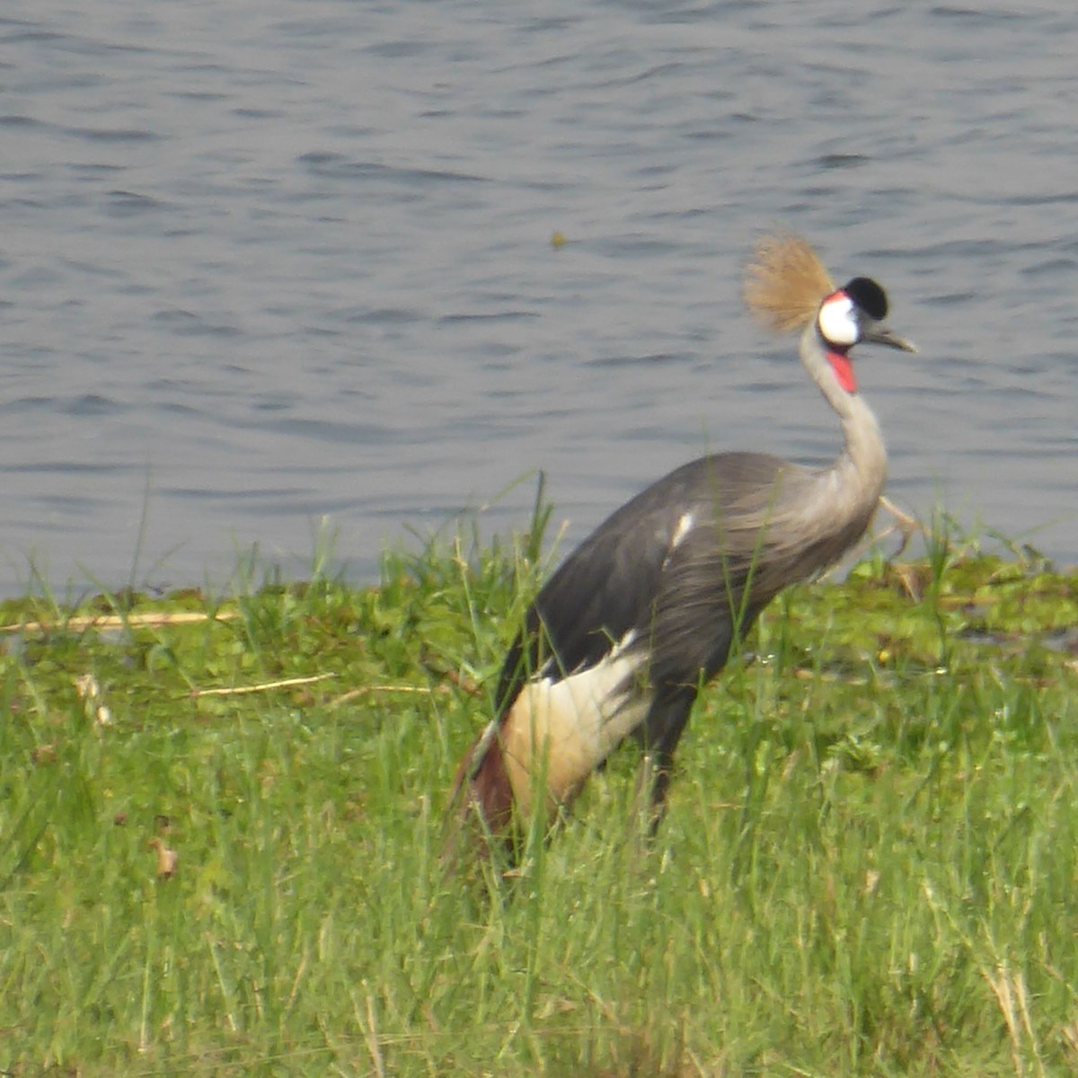 Kraanvogels, Murchison Falls Nationaal&nbsp;Park