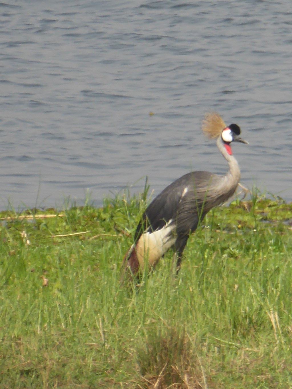 Kraanvogels, Murchison Falls Nationaal&nbsp;Park