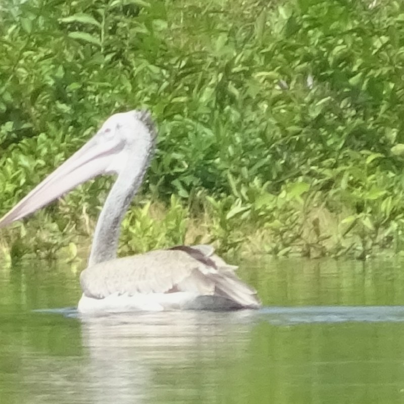 Vogels kijken op het Tonle Sap meer, Prek Toal, Siem&nbsp;Reap