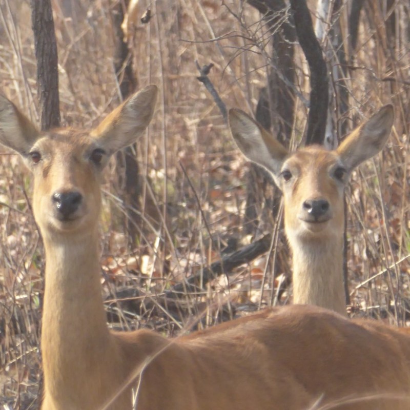 Antilopen, Bouba Ndjida&nbsp;NP
