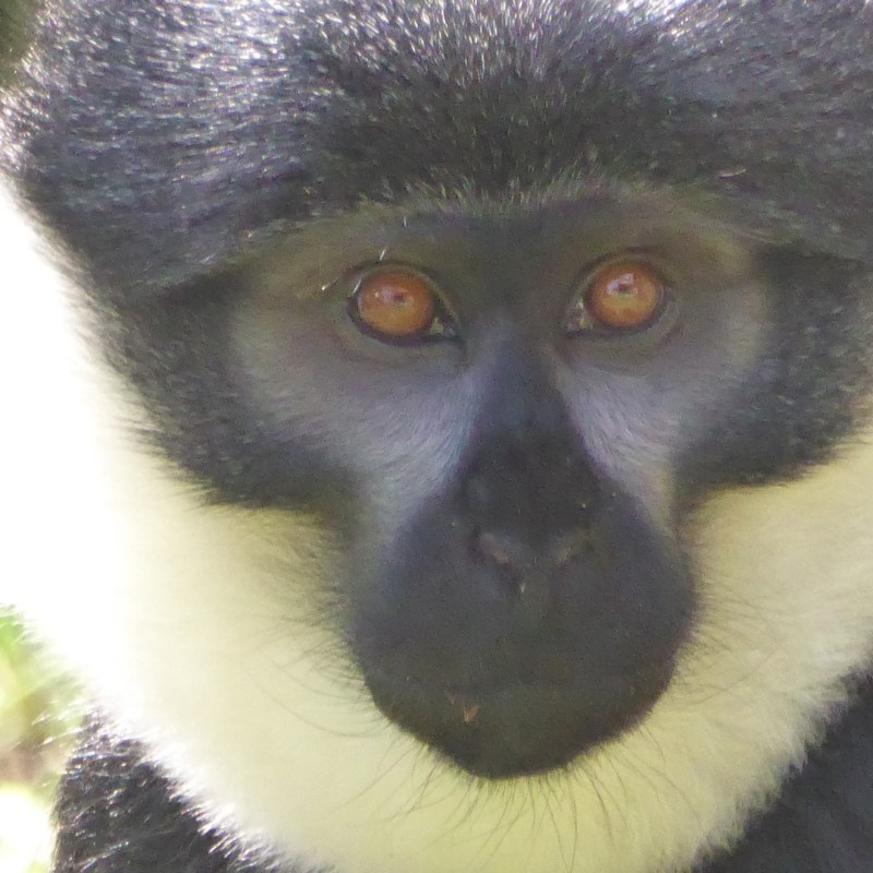 L’Hoest meerkatten (deel 2),&nbsp;Nyungwe