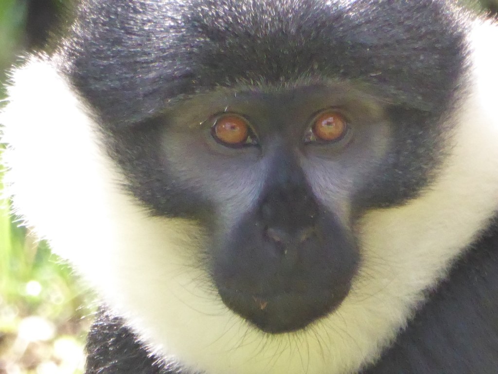 L’Hoest meerkatten (deel 2), Nyungwe