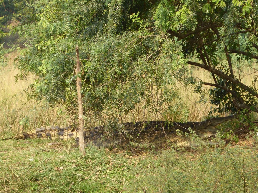 Krokodillen, Murchison Falls Nationaal&nbsp;Park